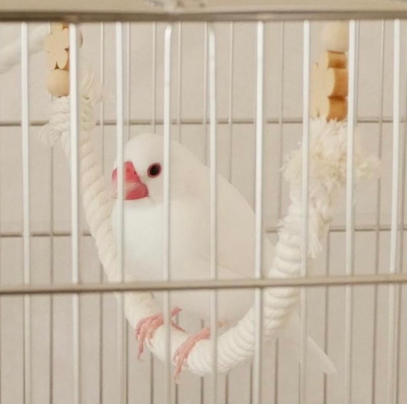 安全で安心 ★完全オーダー制★ 《コットンブランコ》✩.*˚ケージ用 ショートタイプ／鳥 インコ ブランコ おもちゃ 1枚目の画像
