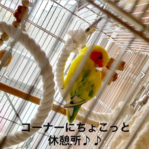 安全で安心 ★完全オーダー制★ 《コットンブランコ》✩.*˚ケージ用 ショートタイプ／鳥 インコ ブランコ おもちゃ 4枚目の画像