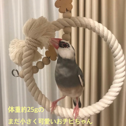 安全で安心《お花の ぬくぬくブランコ》SSサイズ✩.*˚鳥ブランコ-文鳥ブランコ 1枚目の画像