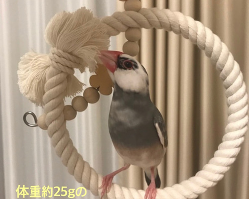 鳥ブランコおまとめ & リメイク 鳥用ブランコ - Amazon.co.jp