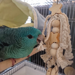 安全で安心《お花のツンツンかみかみ》✩.*˚鳥おもちゃ インコおもちゃ 3枚目の画像