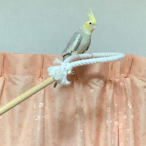 安全で安心《とりとりスティック》✩.*˚鳥ブランコ インコ