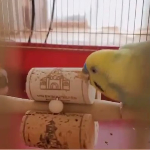 安全で安心《お花の止まり木くるりん&かじかじコルクのセット》☆*鳥