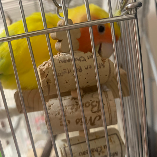 安全で安心《お花の止まり木くるりん&かじかじコルクのセット》☆*鳥