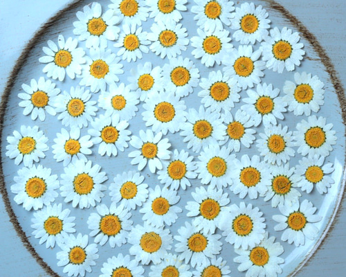 押し花ノースポール50枚 その他素材 花mizuki 通販 10006388｜Creema