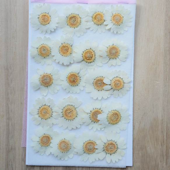 【訳あり】押し花　ノースポール　O-097 訳あり】押し花 ノースポール O-097 押し花ノースポール50枚訳あり