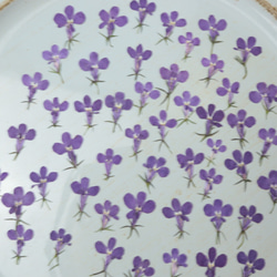 押し花紫ロベリア50枚 1枚目の画像