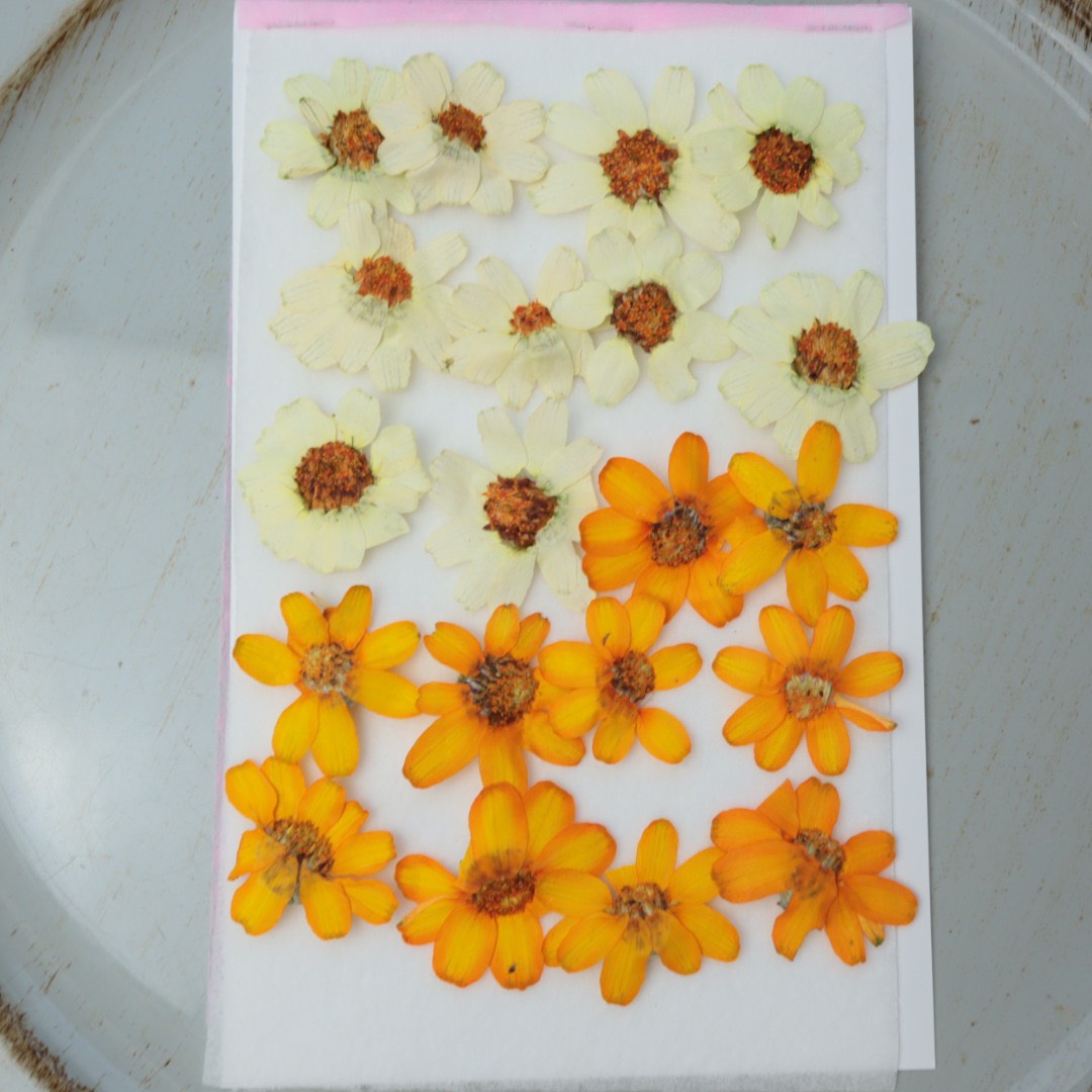 押し花　美品