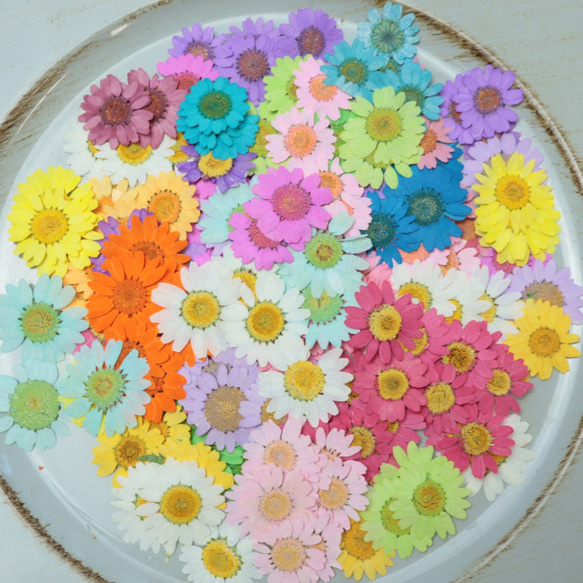 【訳あり】押し花　ノースポール　O-097 押し花染めノースポール20枚訳あり その他素材 花mizuki 通販