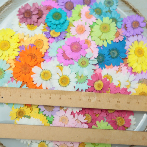 押し花カラフルノースポール50枚（訳あり） その他素材 花mizuki 通販