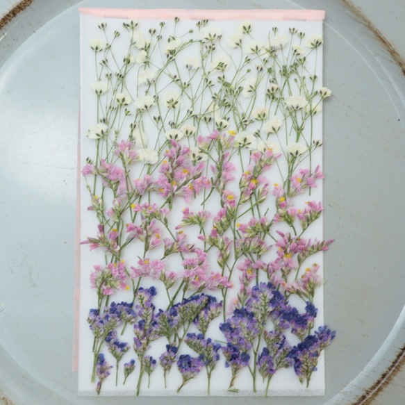 押し花スターチス、かすみ草、ブルーファンタジア 1枚目の画像