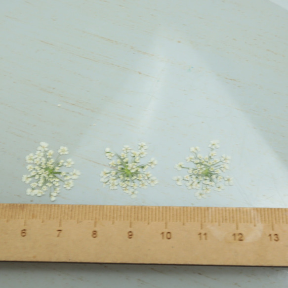 押し花レースフラワー100枚（2cm-2.5cm） 2枚目の画像