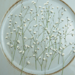 銀貨】庭猫 フィジー 2022年 1オンス シルバーコイン カラー版【純銀