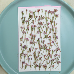 新品未使用⭐️限定品❣️純銀製銀貨✨庭猫 フィジー1オンスカラー版 銀貨】庭猫 フィジー 2022年 1オンス シルバーコイン カラー版【純銀