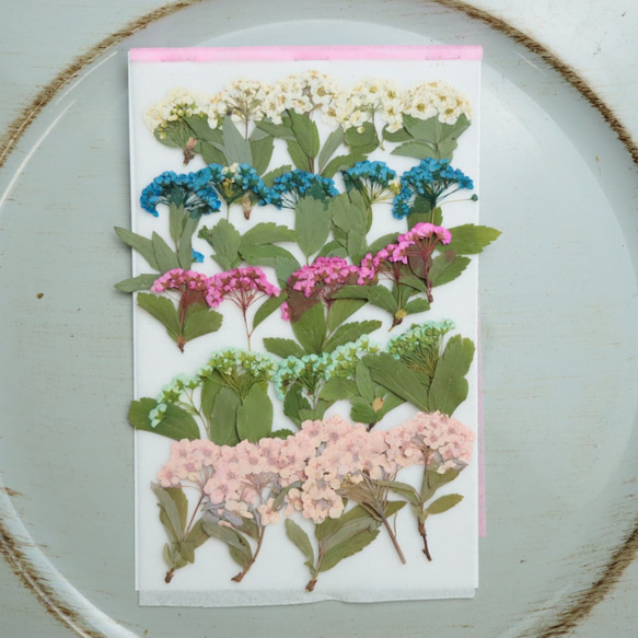 押し花コデマリ25枚 その他素材 花mizuki 通販 12337537｜Creema(クリーマ)