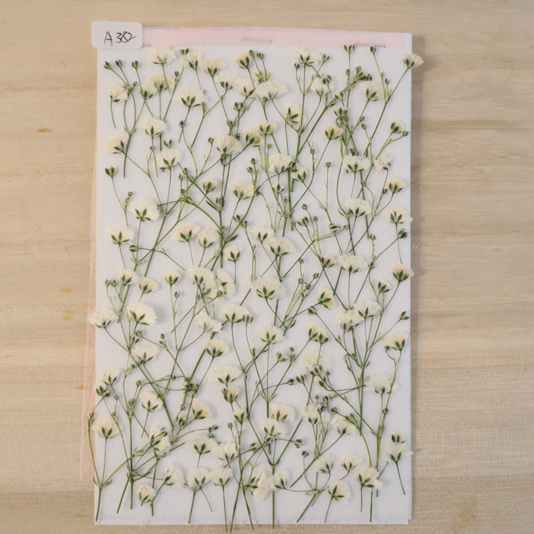 押し花素材かすみ草 その他素材 花mizuki 通販｜Creema(クリーマ)