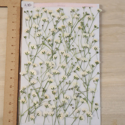 押し花素材かすみ草 その他素材 花mizuki 通販 7646131｜Creema(クリーマ)