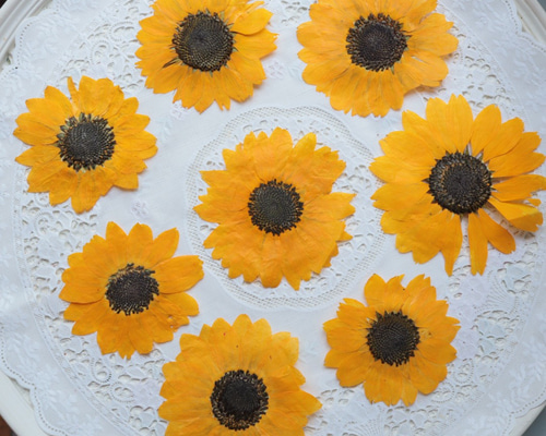 押し花ひまわり8枚(訳あり) その他素材 花mizuki 通販 8194319｜Creema