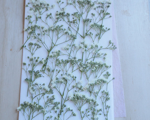 かすみ草 様♡ 産地直送 かすみ草 花束 ミスティピンク ／熊本 オザキノウエン