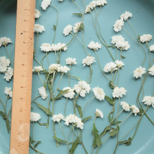押し花マトリカリア20本 その他素材 花mizuki 通販 8720174｜Creema