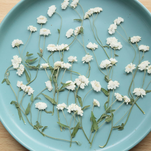 押し花マトリカリア20本 その他素材 花mizuki 通販 8720174｜Creema