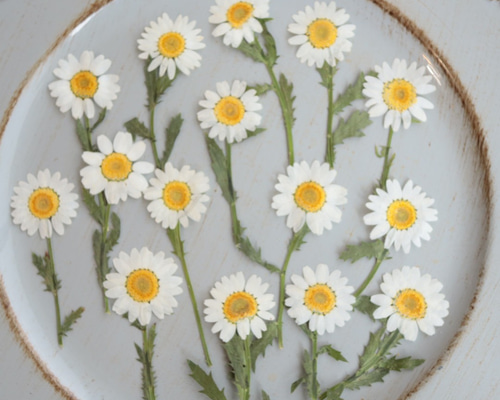 押し花枝付きノースポール15枚 その他素材 花mizuki 通販 8802316