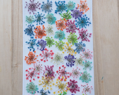 押し花　美品 0_e64a65b0e550ddad131b41f41b3f