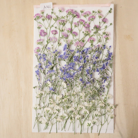 押し花かすみ草とブルーファンタジア 1枚目の画像