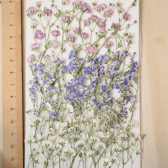 押し花かすみ草とブルーファンタジア 2枚目の画像