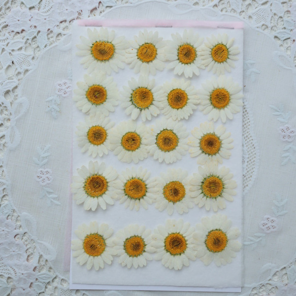 押し花ノースポール20枚(B級品) その他素材 花mizuki 通販 9938402