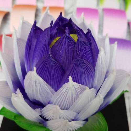 ☆再販開始 人気のカラフルBセット☆ その他素材 蓮の花紙専門店 はす