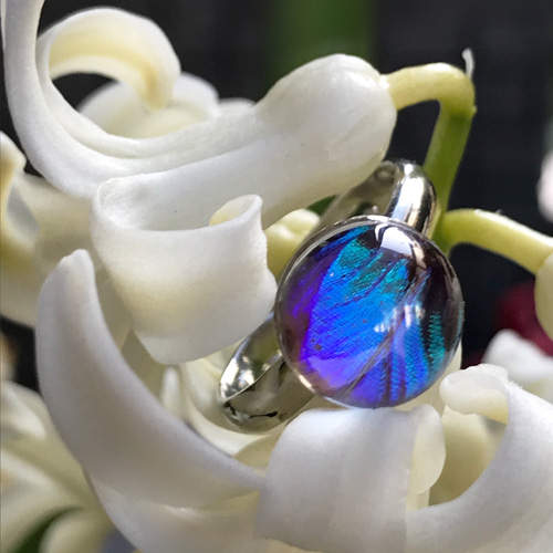 宝石になったモルフォ蝶のリング／本物の蝶の羽根封入【outlet price