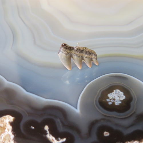 カグラザメ歯顎標本A3