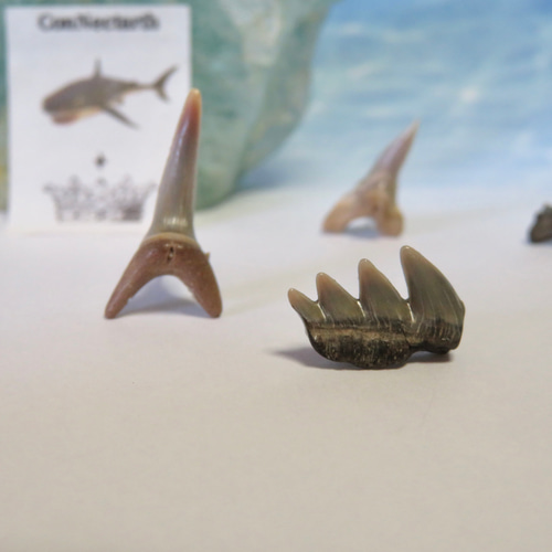 化石標本◇カグラザメの歯【Ⅰ】／pierce（片耳）316L ピアス