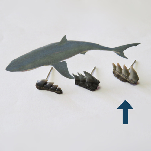 カグラザメ　歯　顎　標本　A3 カグラザメ 歯 顎 標本 A3