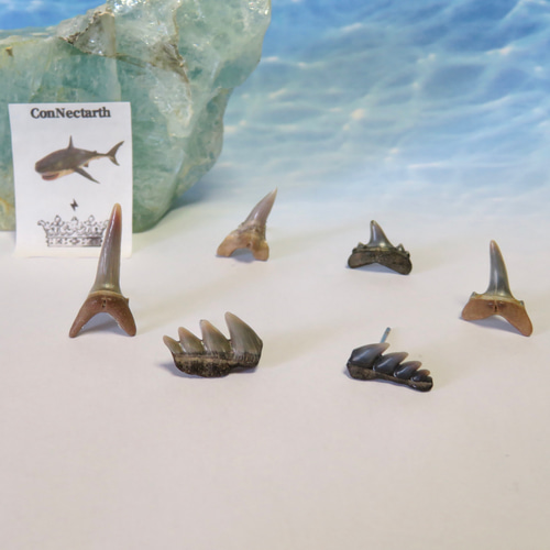 化石 骨格 標本 サメの歯 エビスザメ 希少