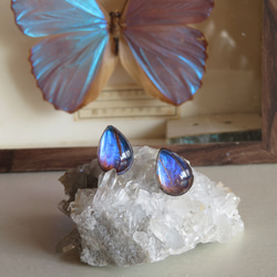 モルフォ蝶のティアドロップピアス／本物の蝶の羽根 13枚目の画像