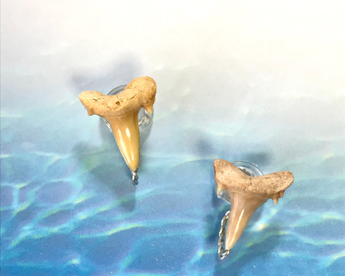 サメの歯　化石　３種　美麗標本３点セット サメの歯 化石 3種 美麗標本3点セット 楽天市場】特大 サメの