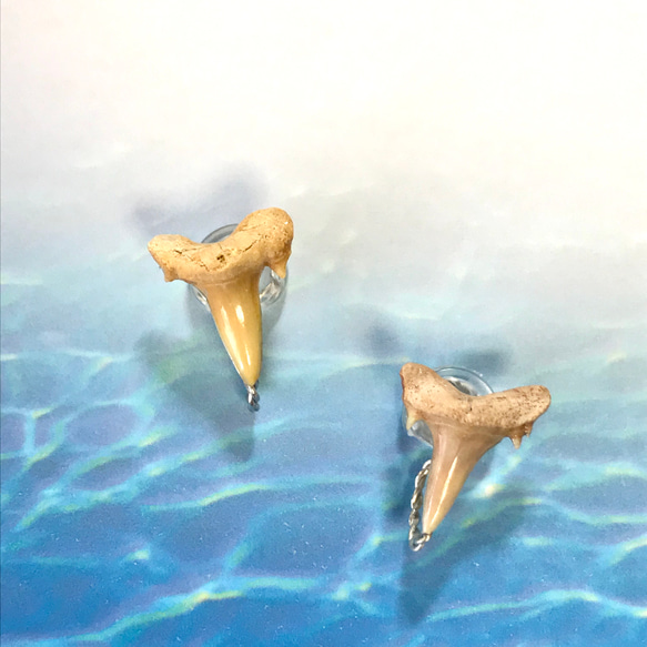 化石標本◇サメの歯【Ⅲ】earring／316L イヤリング
