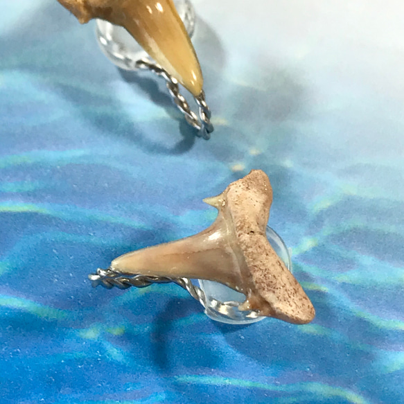 化石標本◇サメの歯【Ⅲ】earring／316L 2枚目の画像