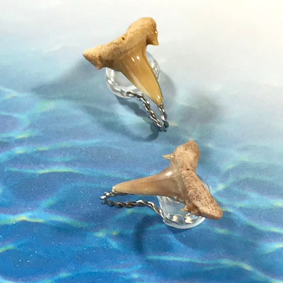 化石標本◇サメの歯【Ⅲ】earring／316L 3枚目の画像