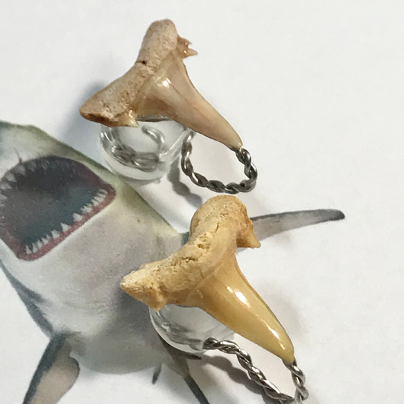 化石標本◇サメの歯【Ⅲ】earring／316L 4枚目の画像