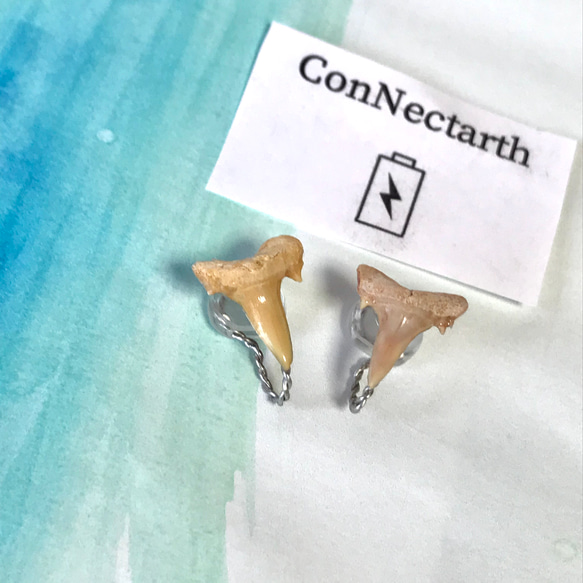 化石標本◇サメの歯【Ⅲ】earring／316L 5枚目の画像