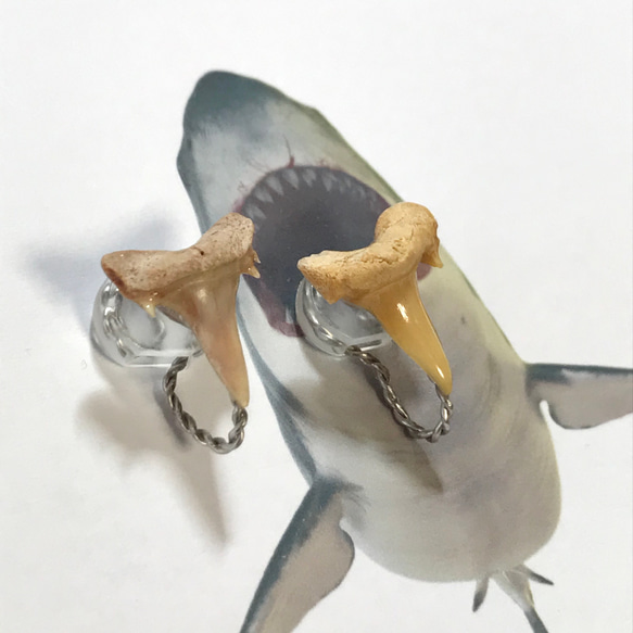 化石標本◇サメの歯【Ⅲ】earring／316L 6枚目の画像