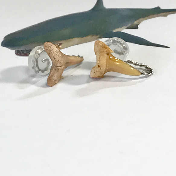 化石標本◇サメの歯【Ⅲ】earring／316L 8枚目の画像