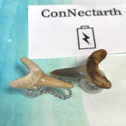 SALE!!化石標本◇サメの歯【Ⅱ】earring／316L 2枚目の画像