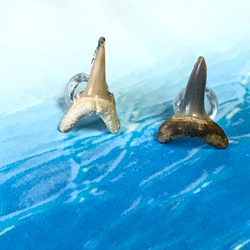 SALE!!化石標本◇サメの歯【Ⅱ】earring／316L 3枚目の画像
