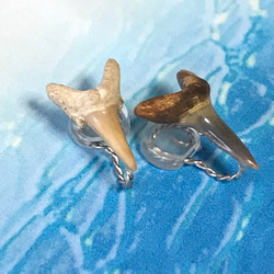 SALE!!化石標本◇サメの歯【Ⅱ】earring／316L 4枚目の画像