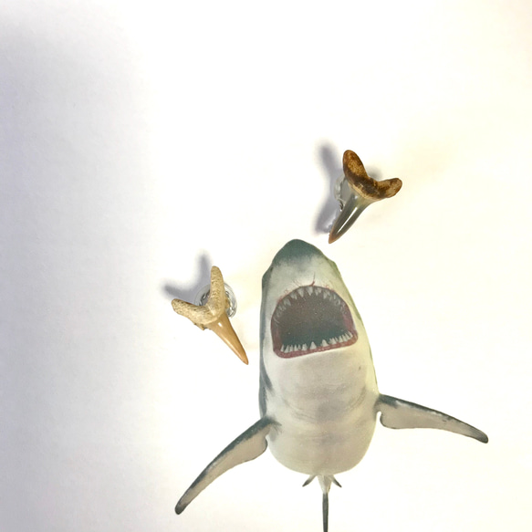 SALE!!化石標本◇サメの歯【Ⅱ】earring／316L 5枚目の画像