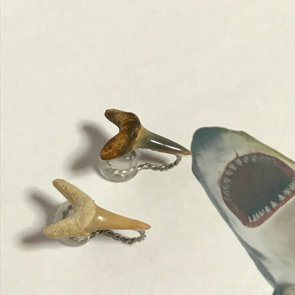 SALE!!化石標本◇サメの歯【Ⅱ】earring／316L 6枚目の画像